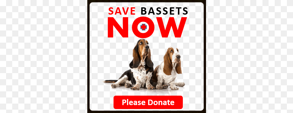 Donate Button Service Nsw, Animal, Canine, Dog, Hound Free Png