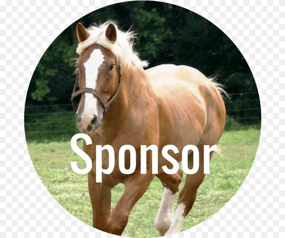 Donate Now Stallion, Animal, Horse, Mammal, Colt Horse Png