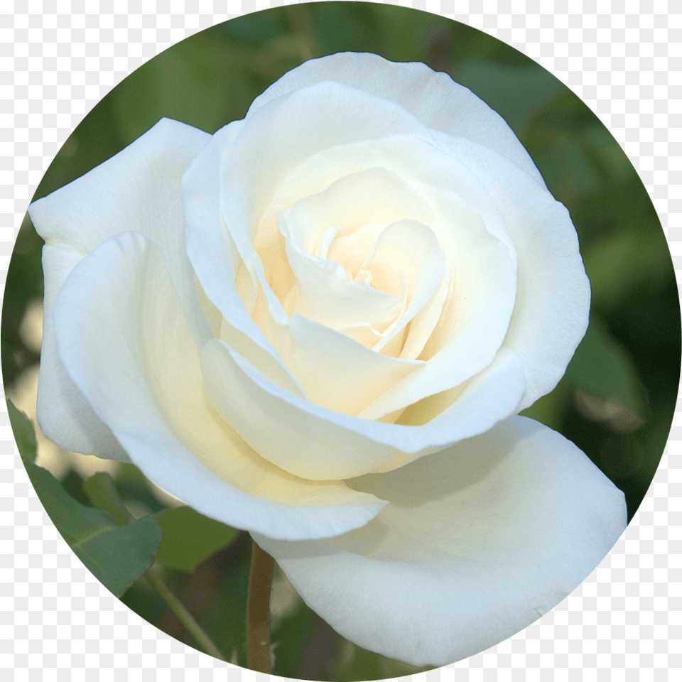 Donate The White Rose Foundation White Rose In A Circle, Flower, Plant Free Transparent Png