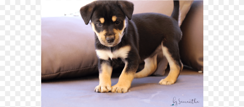 Donate To Petrescue Companion Dog, Animal, Canine, Mammal, Pet Png Image