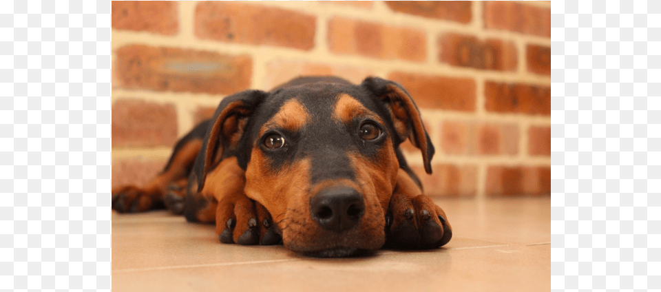 Donate To Petrescue Companion Dog, Animal, Brick, Canine, Hound Png Image