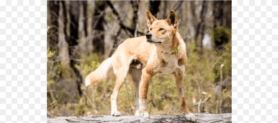 Donate To Petrescue Swift Fox, Animal, Canine, Coyote, Dog Png