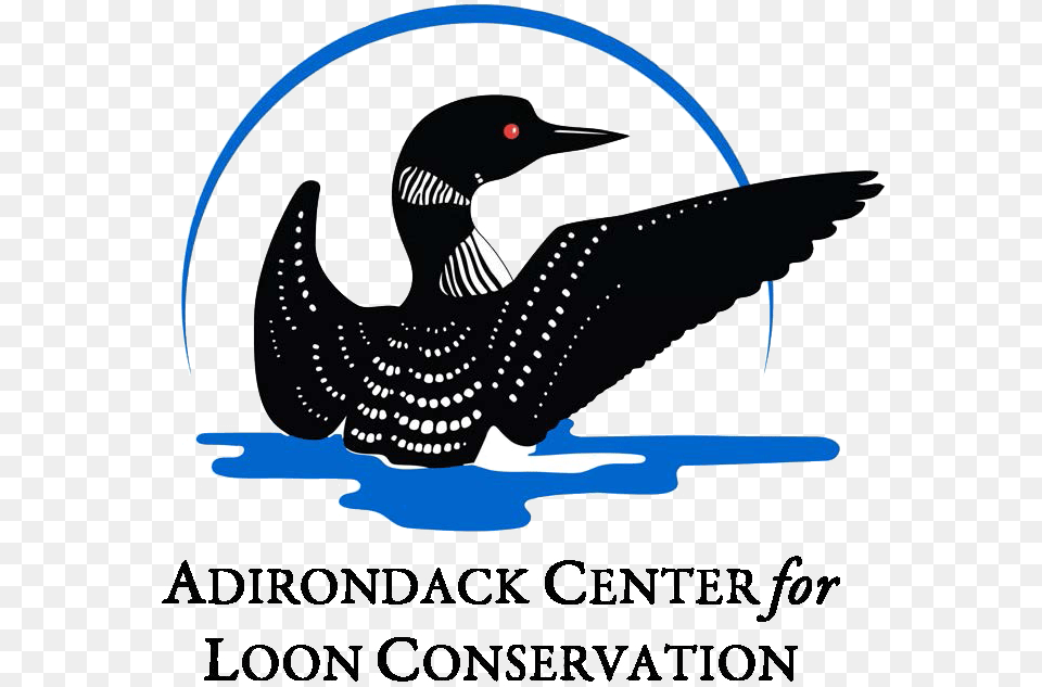 Donate Your Car To Charity Nonprofits Loon Logo, Animal, Anseriformes, Bird, Waterfowl Free Png