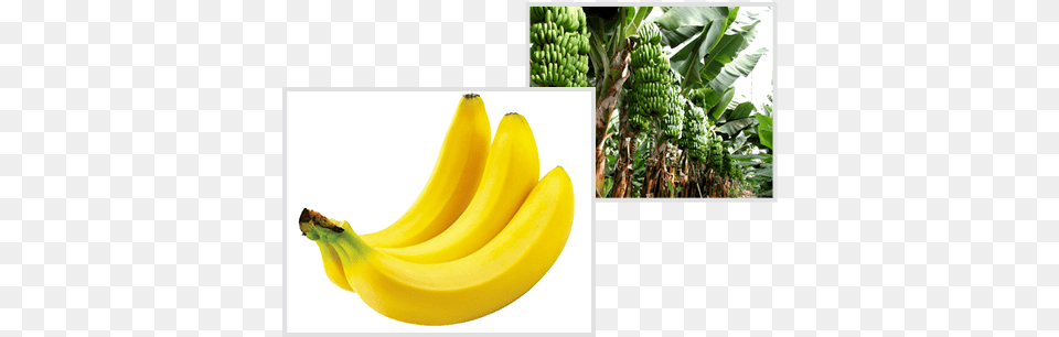 Donde Sale El Platano, Banana, Food, Fruit, Plant Free Transparent Png