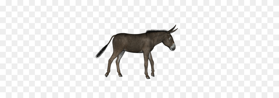 Donkey Animal, Mammal, Horse Png Image
