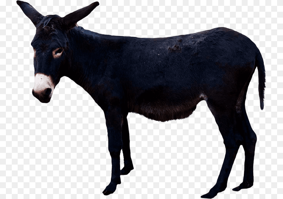 Donkey, Animal, Mammal, Cattle, Cow Free Png Download