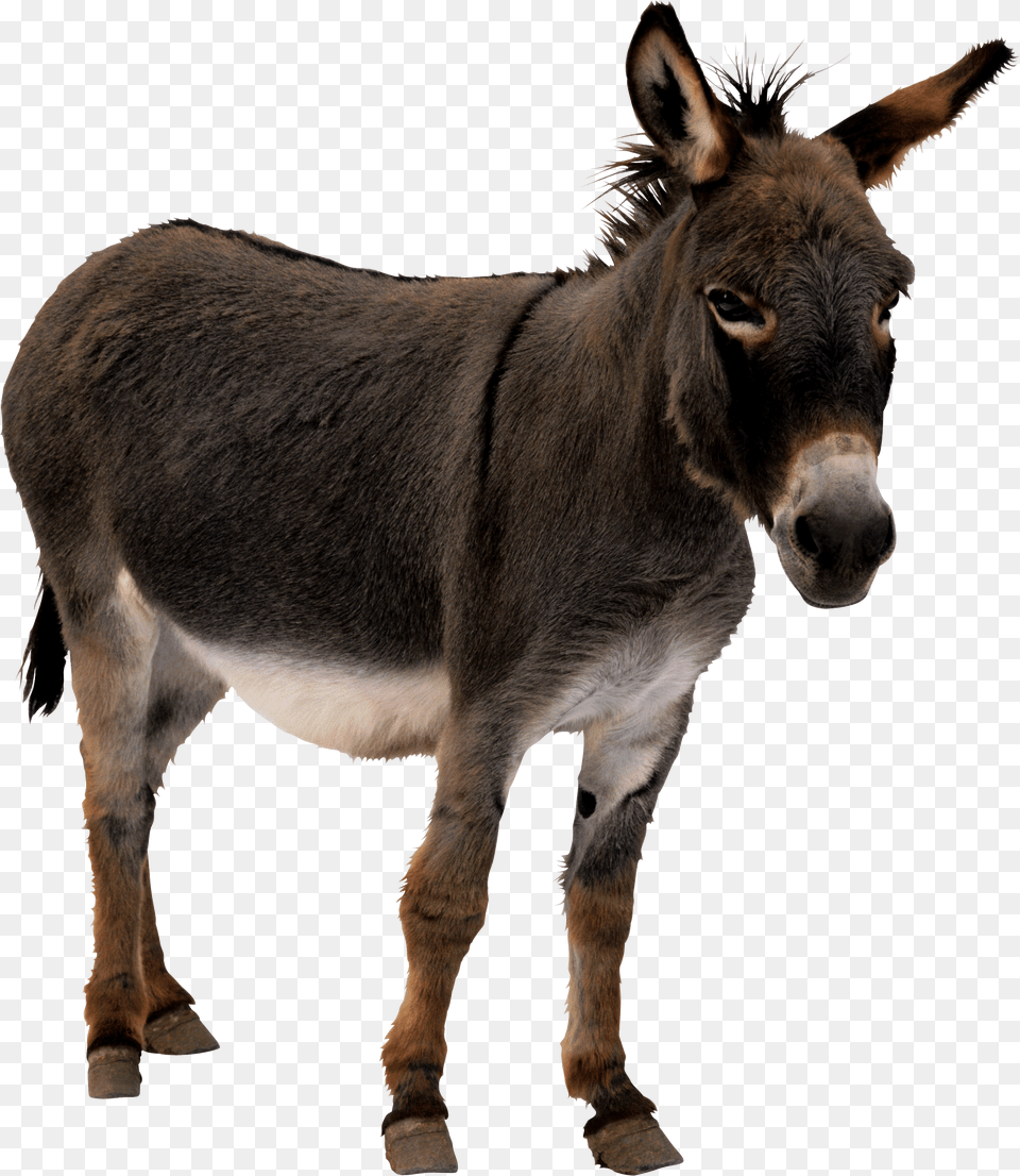 Donkey, Animal, Mammal, Cattle, Cow Png