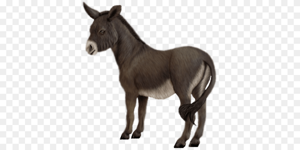 Donkey, Animal, Mammal, Kangaroo Png