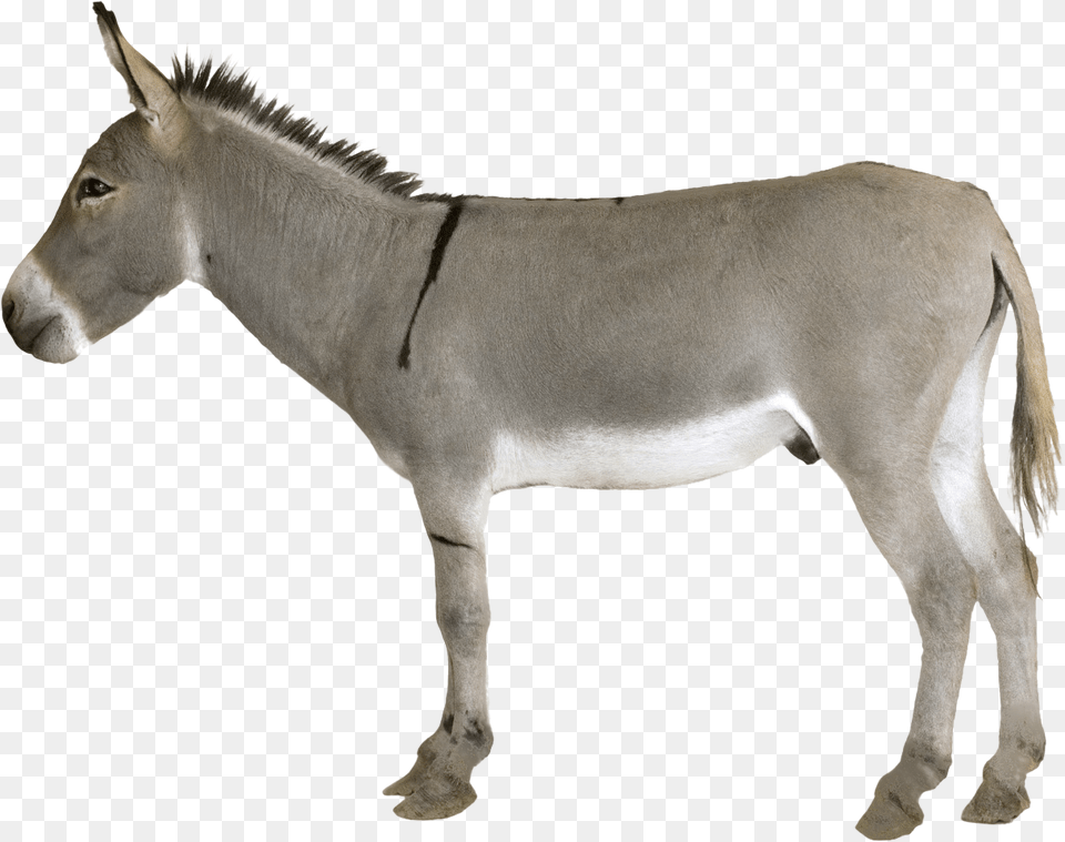 Donkey, Animal, Mammal, Horse Free Png Download