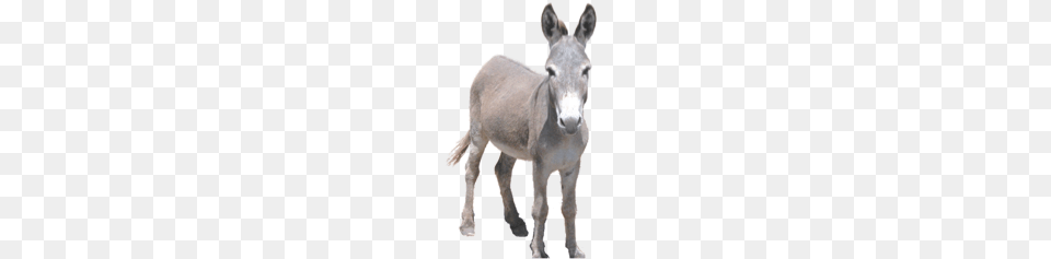 Donkey, Animal, Mammal, Kangaroo Free Png Download