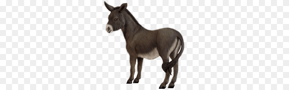 Donkey, Animal, Mammal, Kangaroo Png Image