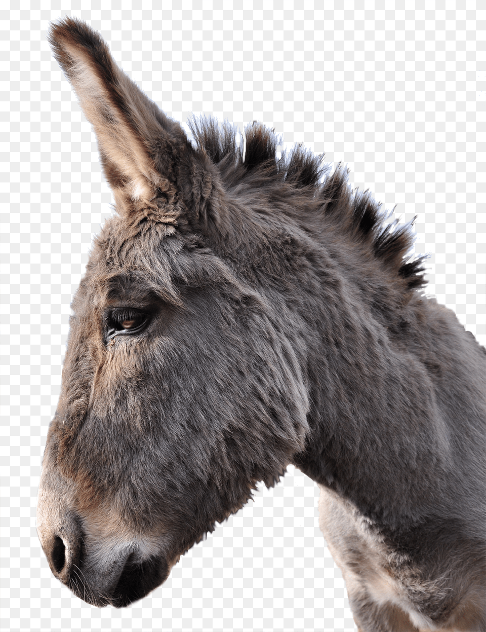 Donkey, Animal, Mammal, Horse Png Image