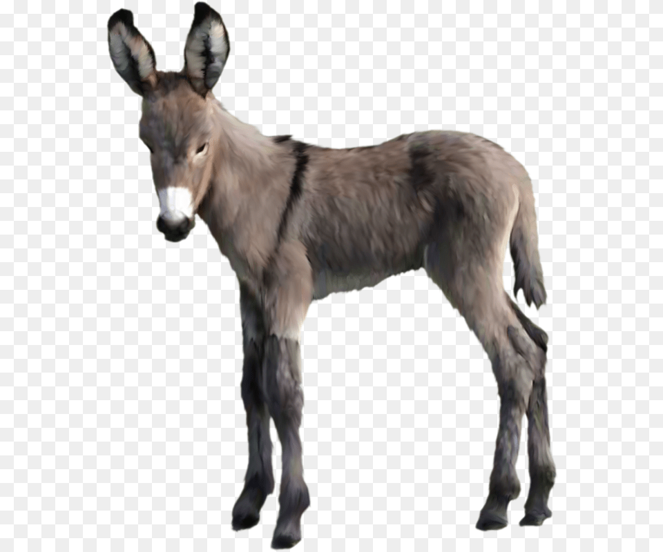 Donkey, Animal, Mammal, Bird Png