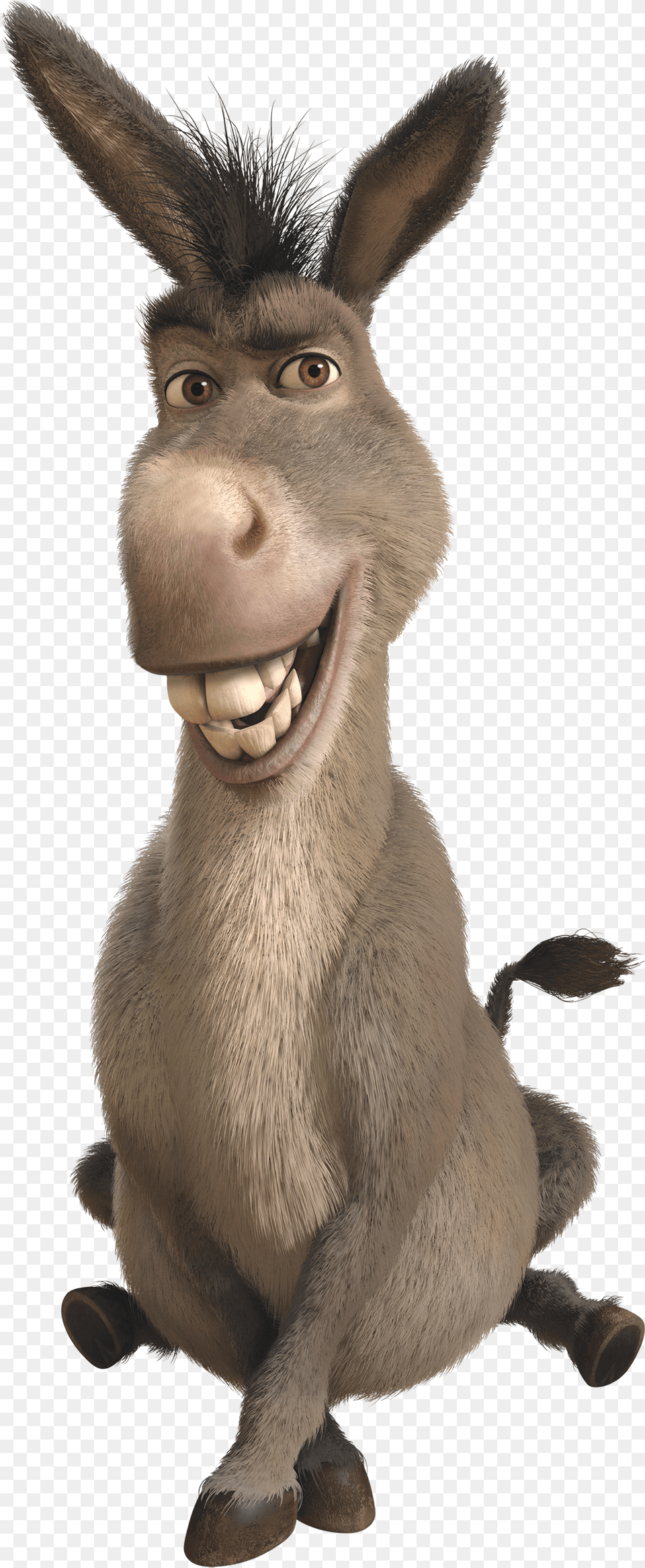 Donkey, Animal, Mammal, Kangaroo Png Image