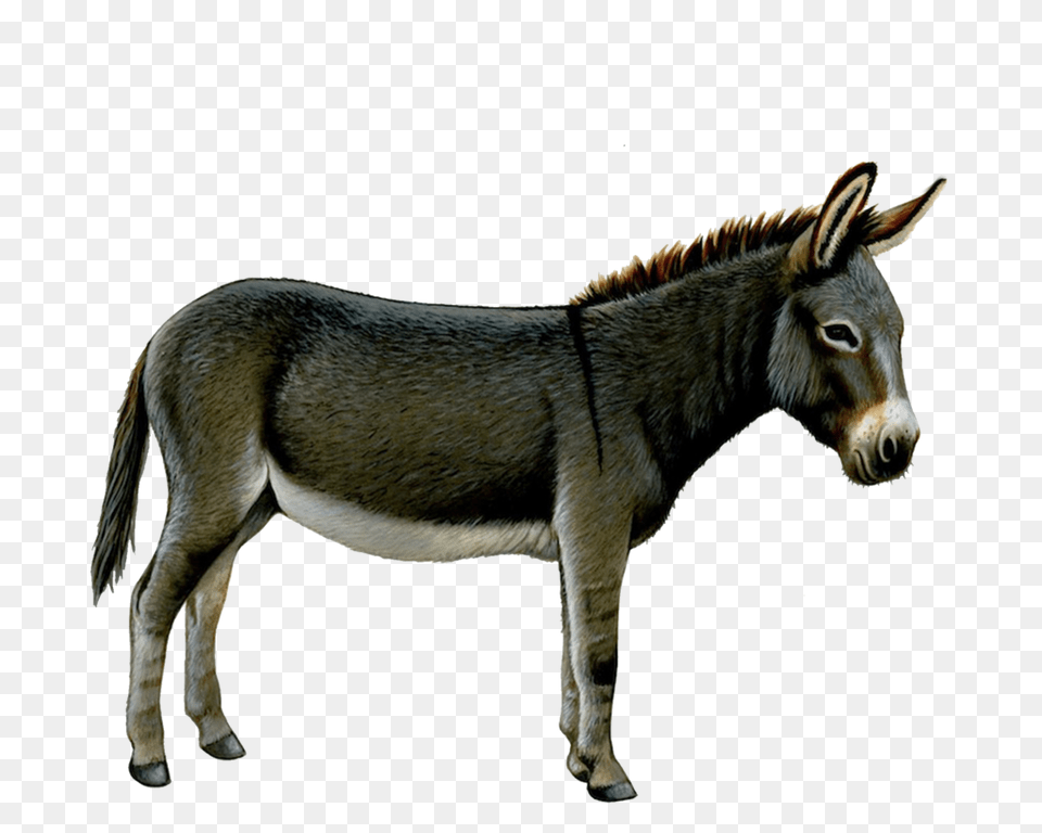 Donkey, Animal, Mammal, Antelope, Wildlife Free Transparent Png
