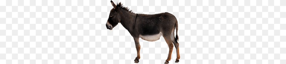 Donkey, Animal, Mammal, Horse Free Png Download