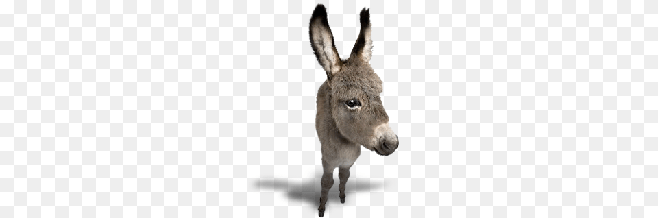 Donkey, Animal, Mammal, Kangaroo Free Png