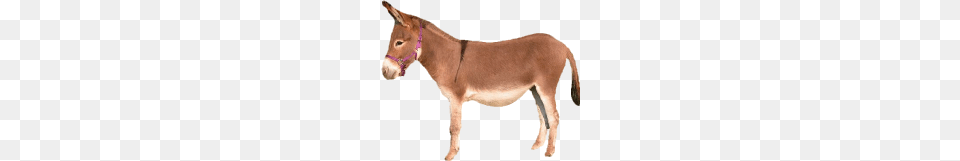 Donkey, Animal, Mammal, Canine, Dog Png