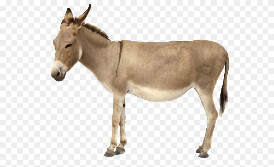 Donkey, Animal, Mammal, Horse Free Png Download