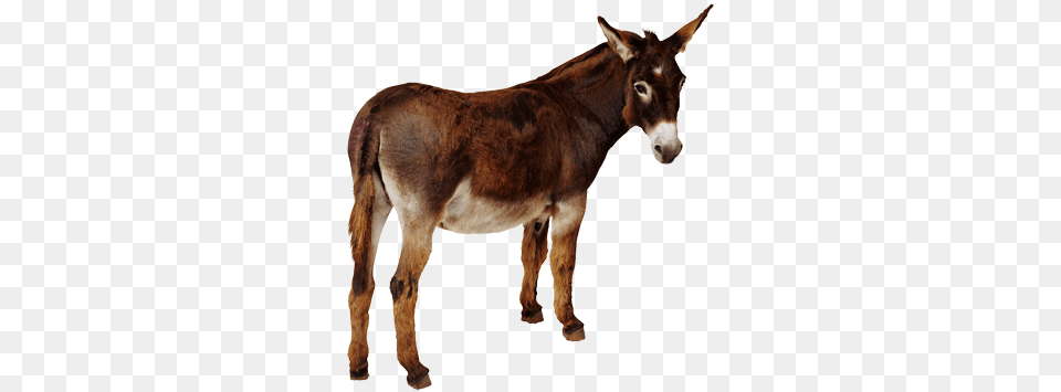 Donkey, Animal, Mammal, Horse Png Image