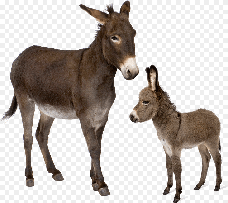Donkey, Animal, Antelope, Mammal, Wildlife Png Image