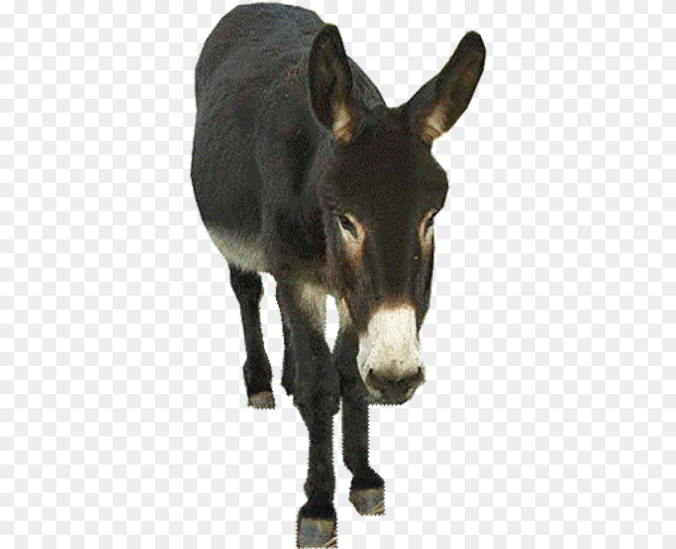 Donkey, Animal, Mammal, Kangaroo Free Png