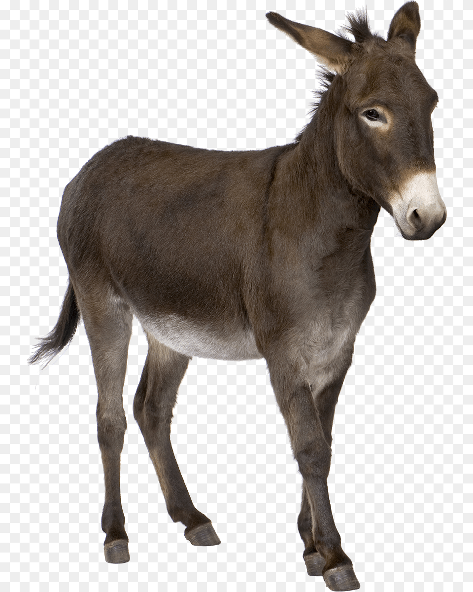 Donkey, Animal, Mammal, Horse Png