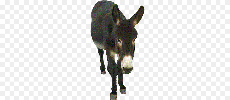 Donkey, Animal, Mammal, Cattle, Cow Free Png
