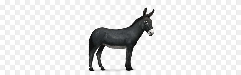 Donkey, Animal, Mammal, Horse Free Transparent Png