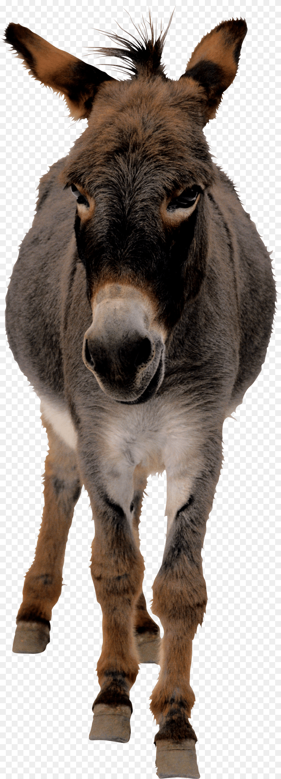 Donkey, Animal, Mammal, Horse Free Png Download