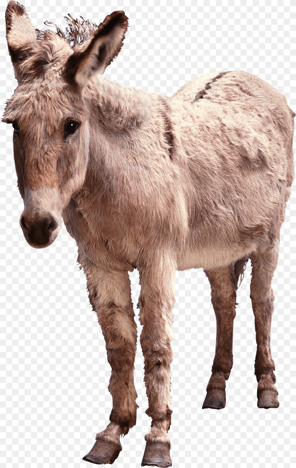 Donkey Free Png