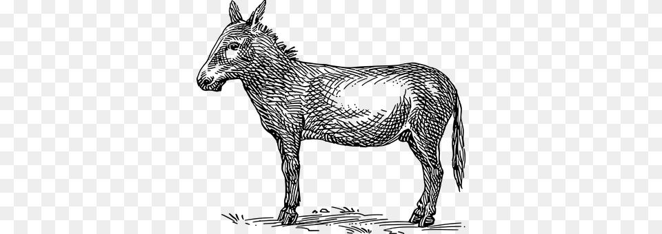 Donkey Gray Png Image