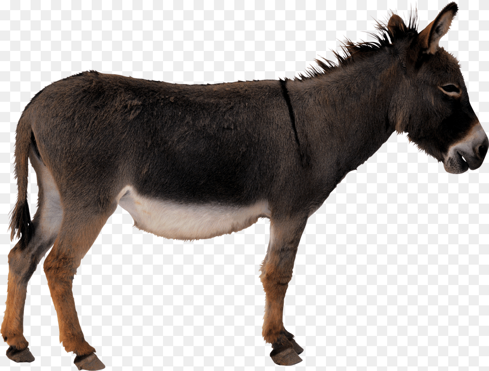 Donkey, Animal, Mammal, Horse Png Image