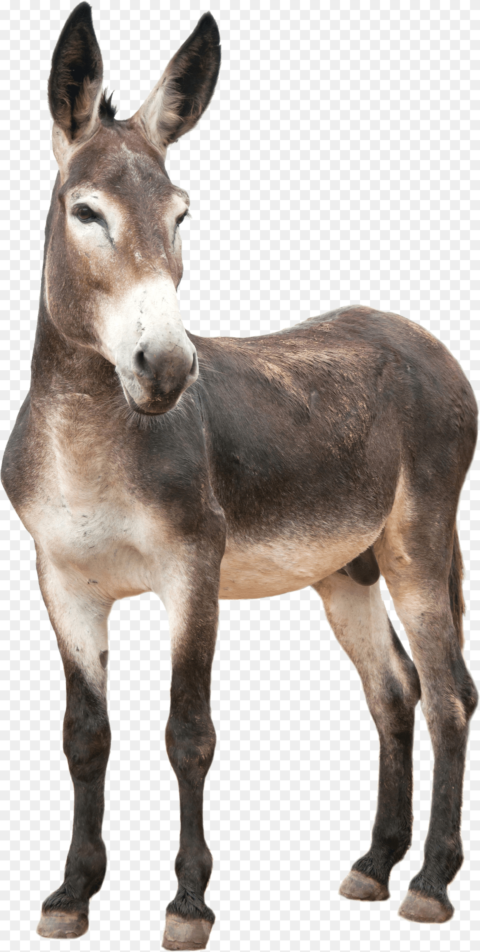Donkey, Animal, Mammal, Horse Free Png