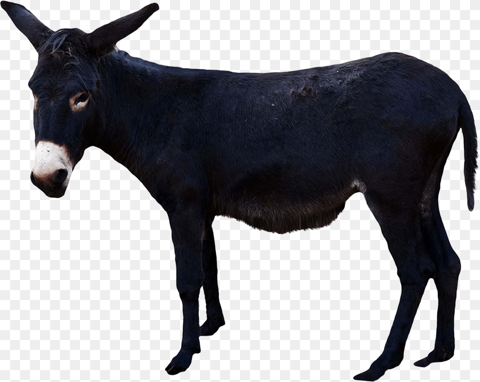 Donkey, Animal, Mammal, Cattle, Cow Png Image