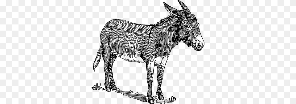 Donkey Gray Free Png