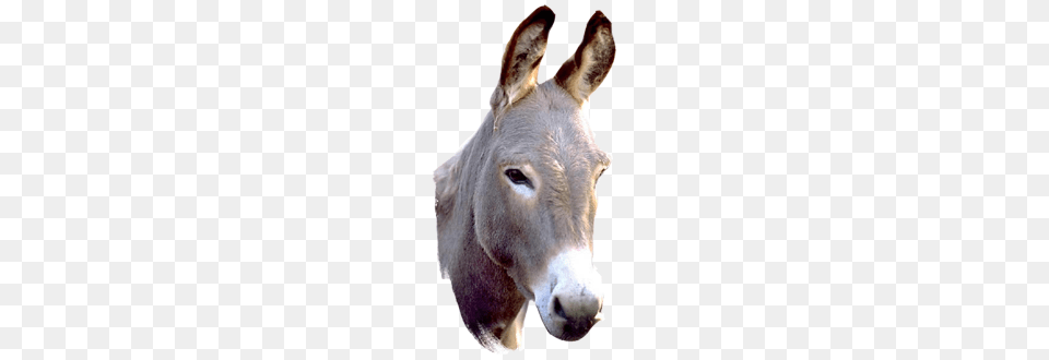 Donkey, Animal, Mammal, Kangaroo Free Png