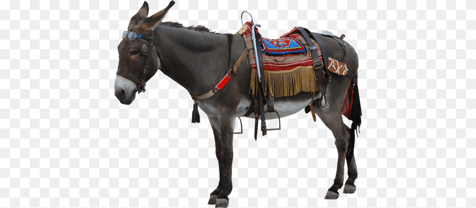 Donkey, Animal, Mammal, Horse Free Transparent Png
