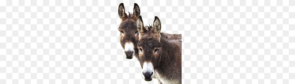 Donkey, Animal, Mammal, Kangaroo Png