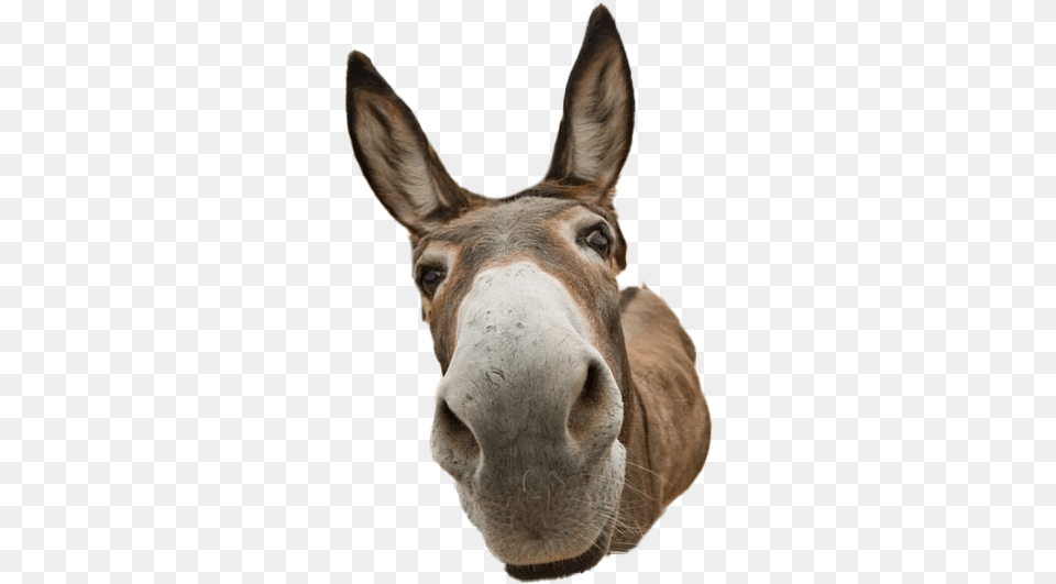 Donkey Animal Transparent Image Did You Say Friday, Mammal, Kangaroo Png