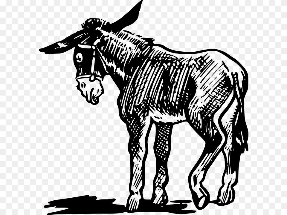 Donkey Benjamin Animal Farm, Gray Png