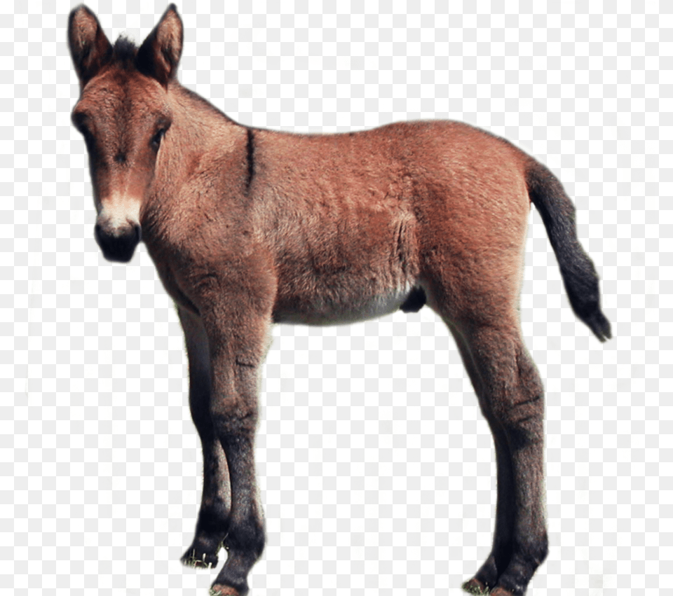 Donkey Clipart Foal, Animal, Mammal, Horse Free Png