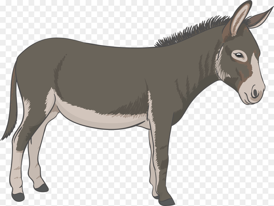 Donkey Donkey, Animal, Mammal, Dinosaur, Reptile Free Png