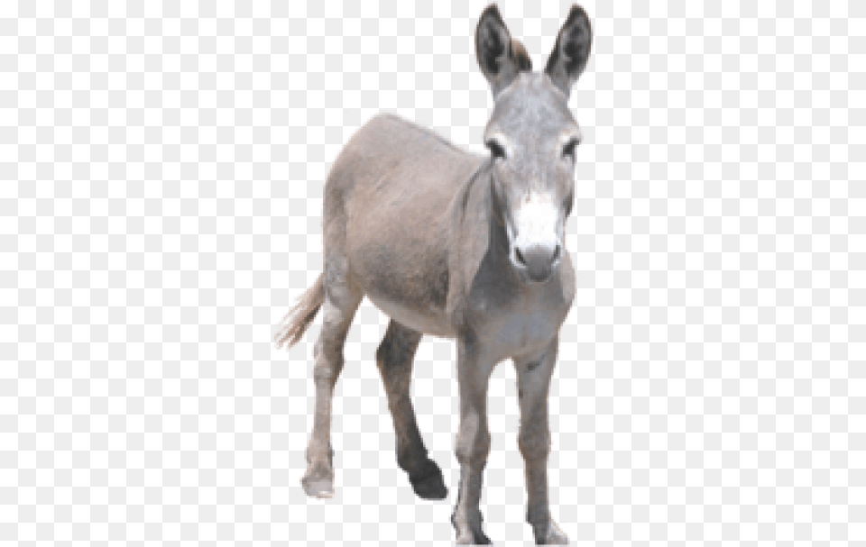 Donkey Donkey, Animal, Mammal, Kangaroo Free Transparent Png