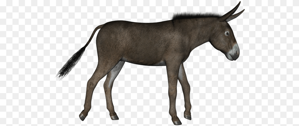 Donkey Donkey Red Carpet, Animal, Mammal, Horse Free Transparent Png
