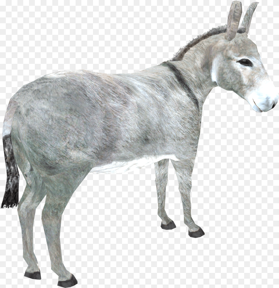 Donkey Download Image Donkey, Animal, Mammal, Horse Free Png