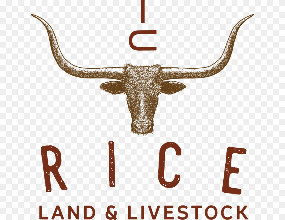 Donkey Download Riceland Foods, Animal, Cattle, Livestock, Longhorn Free Transparent Png