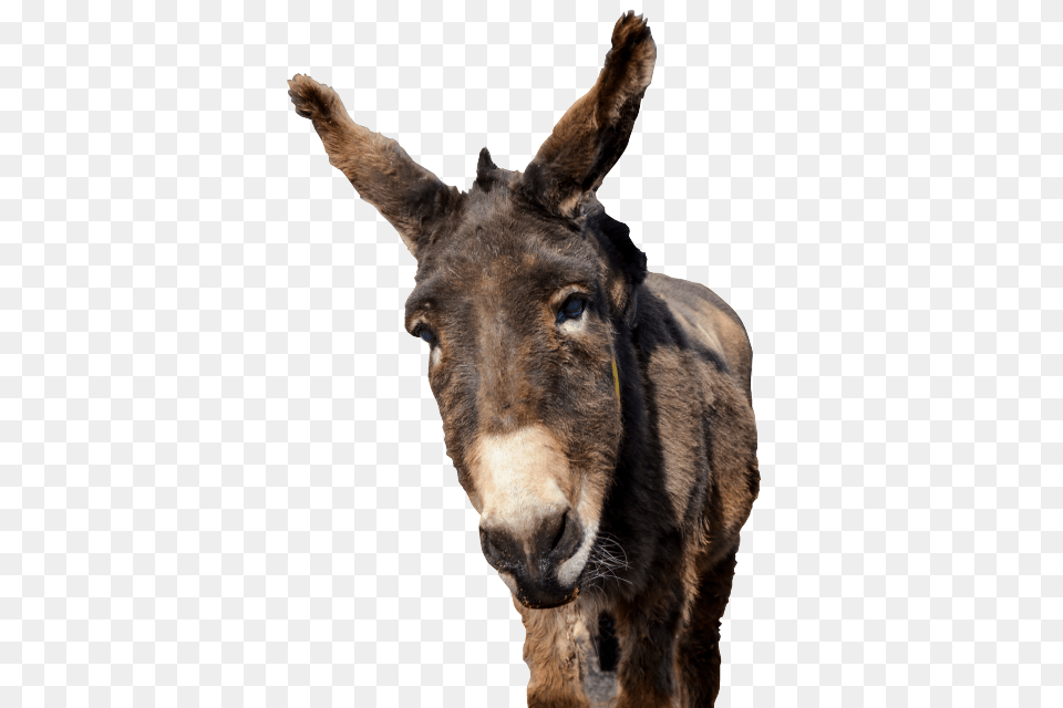 Donkey Head, Animal, Mammal, Canine, Dog Png Image