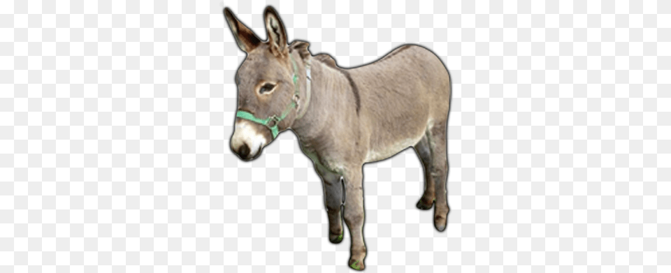 Donkey High Quality Image Donkey, Animal, Mammal, Kangaroo Free Png Download