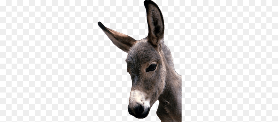 Donkey Image Without Background Donkey Face Transparent Background, Animal, Kangaroo, Mammal Free Png